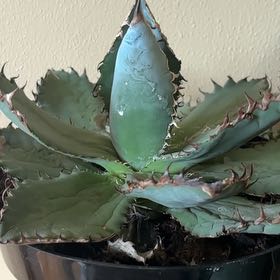 Photo of the plant species Agave 'Lions Mane' by @ShapelyMayten53 named Elle on Greg, the plant care app