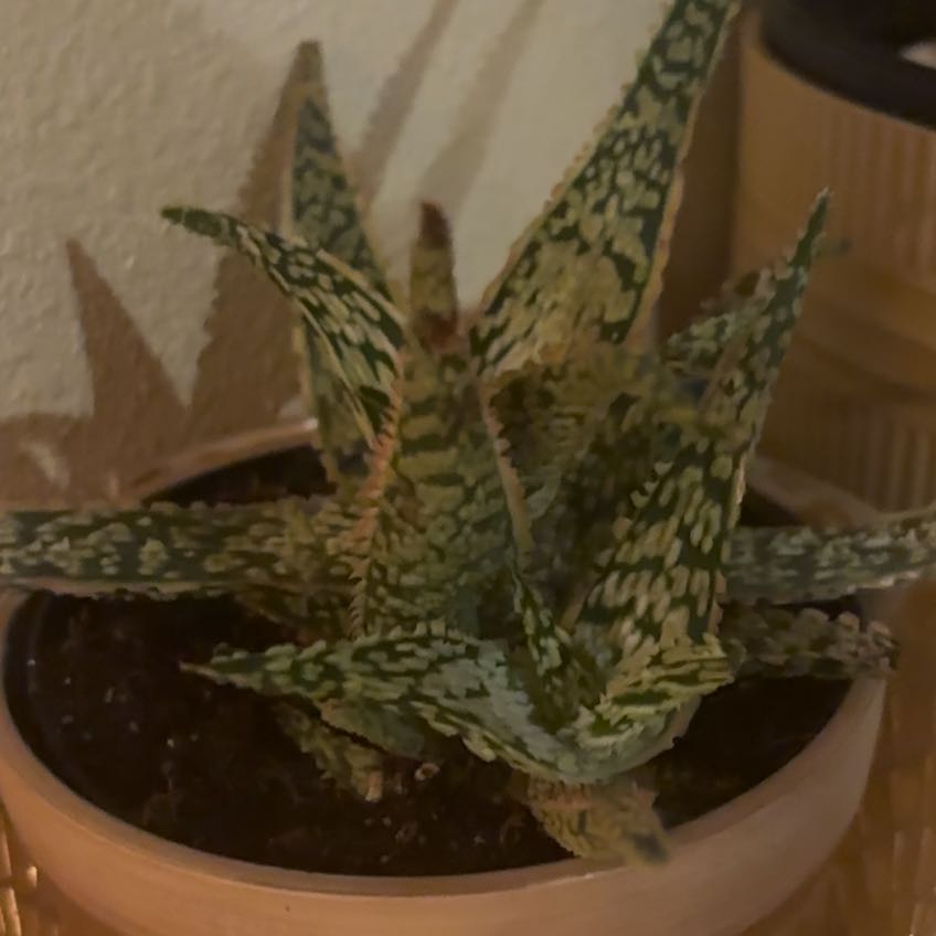Photo of the plant species Aloe Oik by @ShapelyMayten53 named Gates on Greg, the plant care app