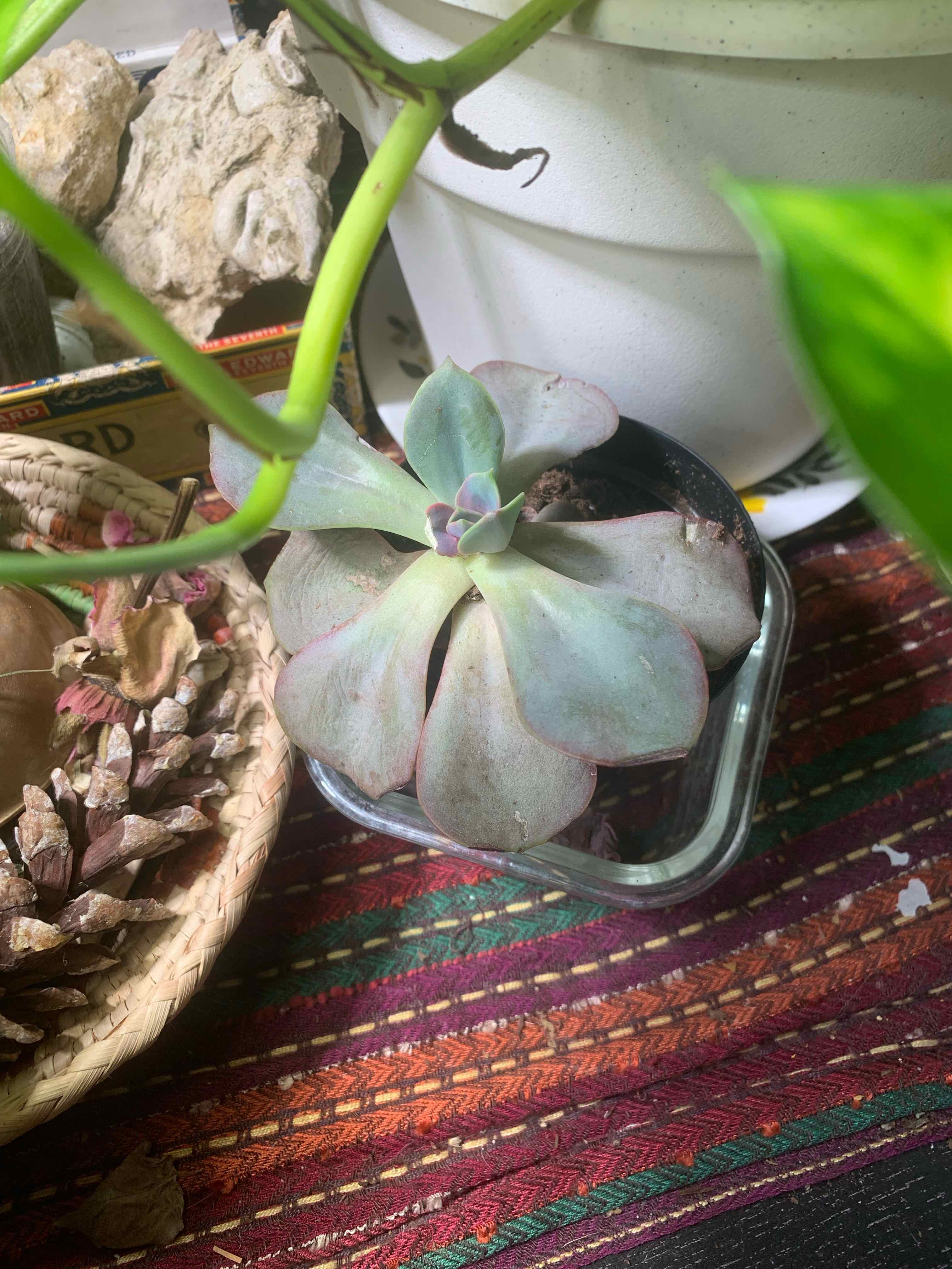 Photo of the plant species Echeveria Red Skye by @LordlyOkra50 named Beyonce on Greg, the plant care app