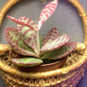 Photo of the plant species Kalanchoe 'Desert Surprise' by @LordlyOkra50 named Surya on Greg, the plant care app