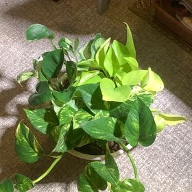 Photo of the plant species Pothos by @LordlyOkra50 named Hemingway on Greg, the plant care app