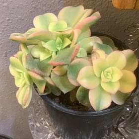Photo of the plant species Aeonium 'Kiwi' by @LordlyOkra50 named ChloroPhil on Greg, the plant care app