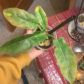 Photo of the plant species Philodendron Ring Of Fire by @LordlyOkra50 named Gregarious on Greg, the plant care app