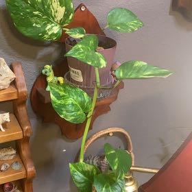 Photo of the plant species Fernando’s Fire Pothos by @LordlyOkra50 named Miley on Greg, the plant care app