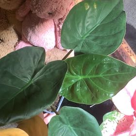 Photo of the plant species Hardy Elephant Ears by @LordlyOkra50 named Xena on Greg, the plant care app
