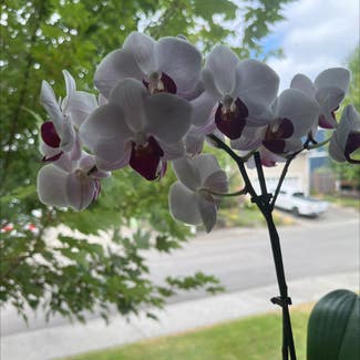 Moon Orchid plant in Bremerton, Washington