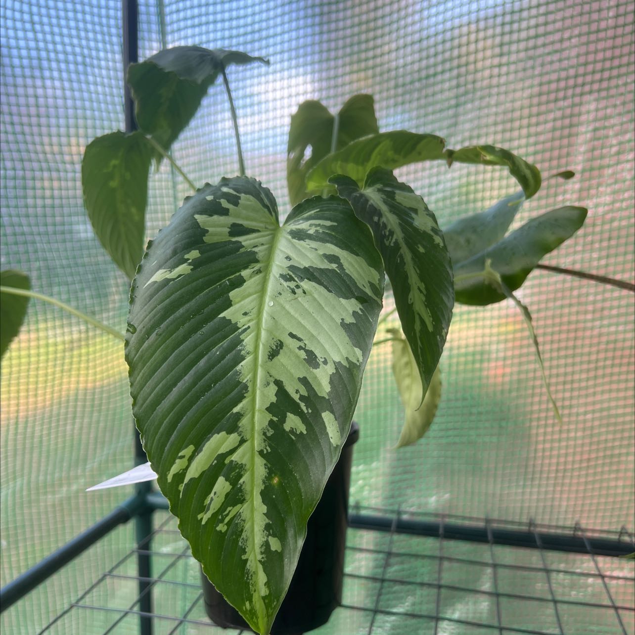 Plant care for Orchid on Greg, the plant care app