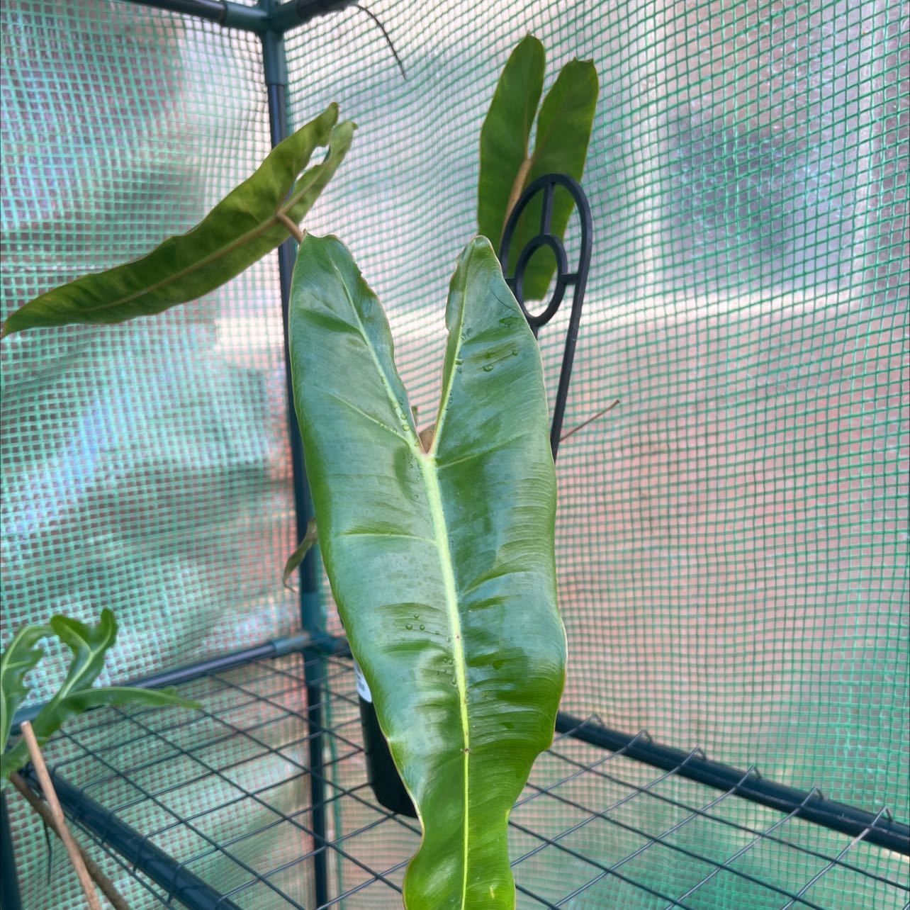 Philodendron billietiae plant with elongated green leaves in a mesh enclosure.