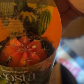 Photo of the plant species Moon Cactus by @BeauteousSucc33 named Sage on Greg, the plant care app