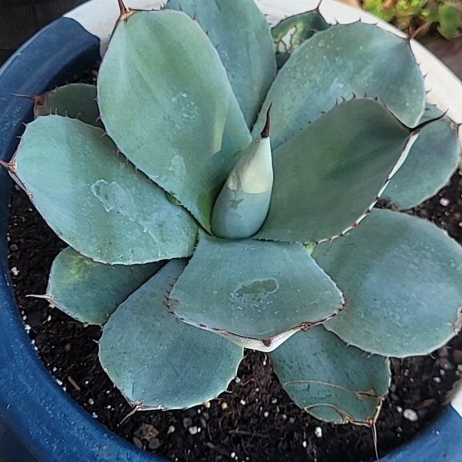Photo of the plant species Artichoke Agave by @GlamorousGray52 named Baesil on Greg, the plant care app