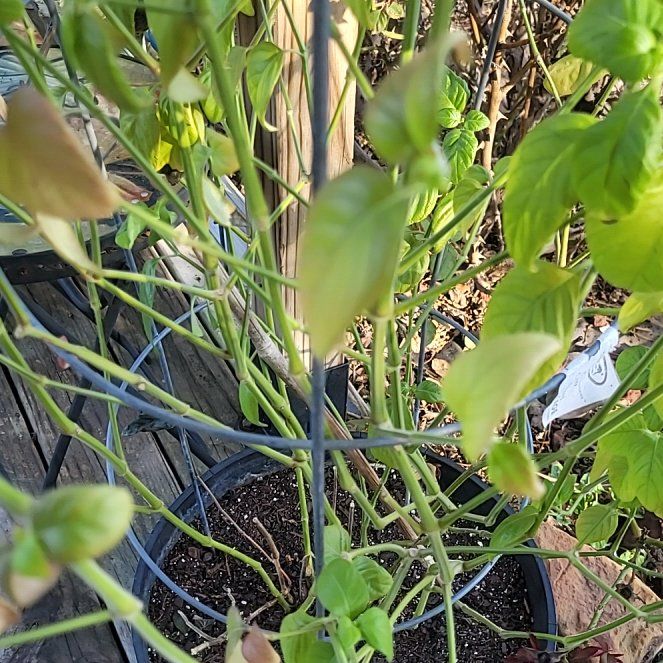 Photo of the plant species Shrimp Plant by @GlamorousGray52 named Kobe on Greg, the plant care app