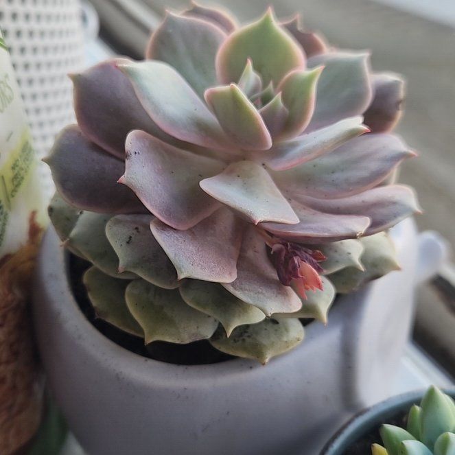 Photo of the plant species Echeveria by @GenerousMangeao named Luna on Greg, the plant care app
