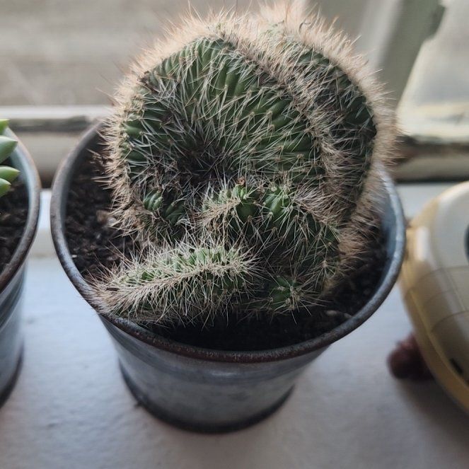 Photo of the plant species Crested Snake Cactus by @GenerousMangeao named Bigleef Smalls on Greg, the plant care app
