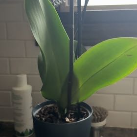 Photo of the plant species Orchid by @TopMarjoram49 named Kesha on Greg, the plant care app