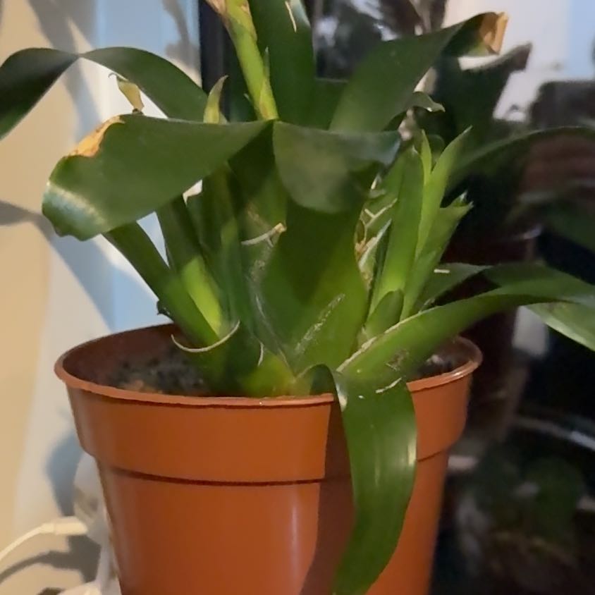 Photo of the plant species Vriesea by @EarthyWaxvine named Mando on Greg, the plant care app