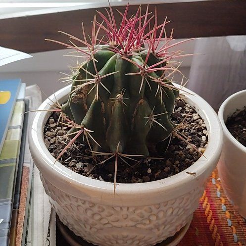 Photo of the plant species Fire Barrel Cactus by @MeekTipa18 named Firespike on Greg, the plant care app