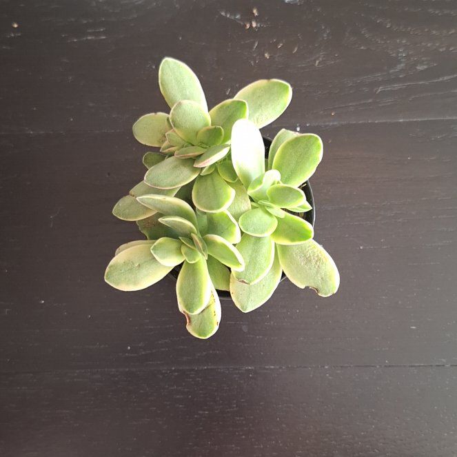 Photo of the plant species Crassula platyphylla 'Halo' by @FancyBogarum9 named Messi on Greg, the plant care app