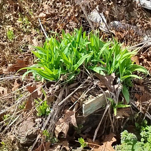 Photo of the plant species Wild Ramp by @HipPhlox92 named Apollo on Greg, the plant care app