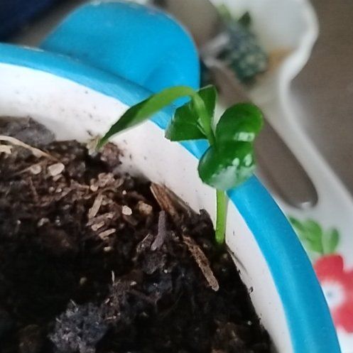 Photo of the plant species Asiatic Dayflower by @HipPhlox92 named Ronaldo on Greg, the plant care app