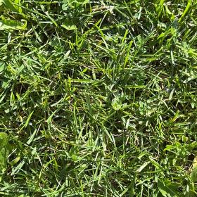Photo of the plant species Kikuyugrass by @GrowingIvy17 named Keanu Leaves on Greg, the plant care app