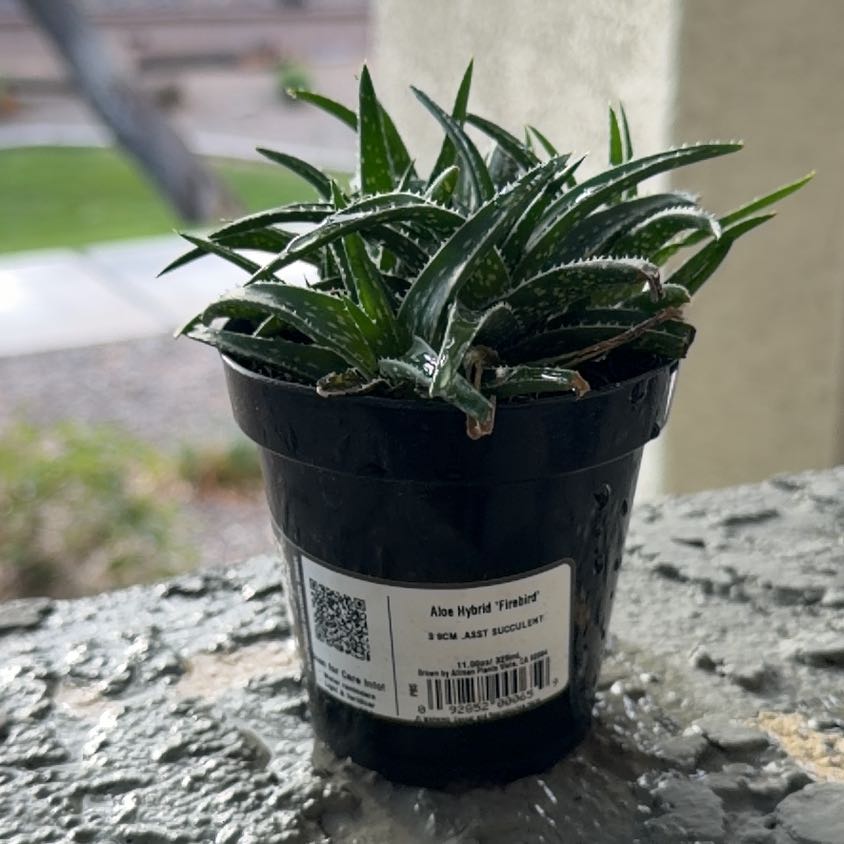 Photo of the plant species Aloe Hybrid by @SageHopsedge34 named Sigmund on Greg, the plant care app