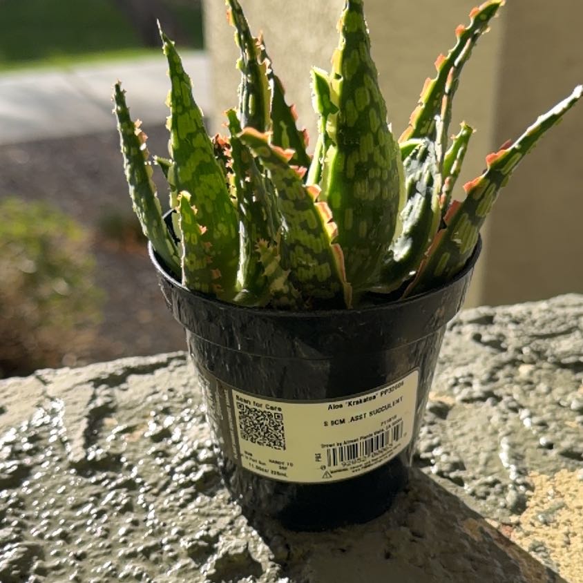 Photo of the plant species Aloe 'Krakatoa' by @SageHopsedge34 named Orlando Bloom on Greg, the plant care app