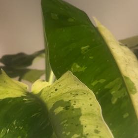 Photo of the plant species Philodenron Jose Buono by @NewZzplant80 named Beckham on Greg, the plant care app