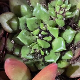Photo of the plant species Coral Moss by @MeekSkimmia46 named Fernie Mac on Greg, the plant care app