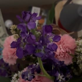 Photo of the plant species Purple Toadflax by @ImitableGinger named Elina on Greg, the plant care app