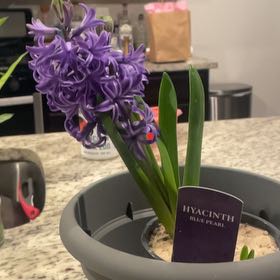 Photo of the plant species Blue Pearl Hyacinth by @SaintlyApple45 named Sigmund on Greg, the plant care app