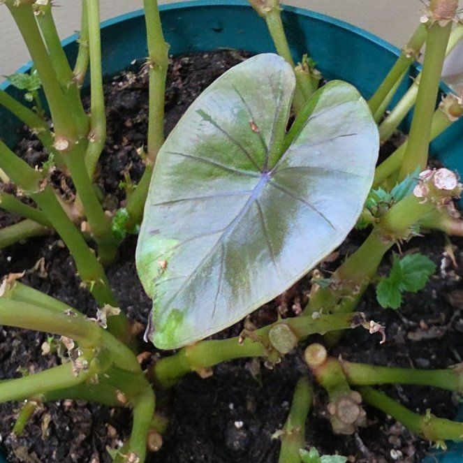 Photo of the plant species Elephant Ear by @YokeCocoplum7 named Zion on Greg, the plant care app