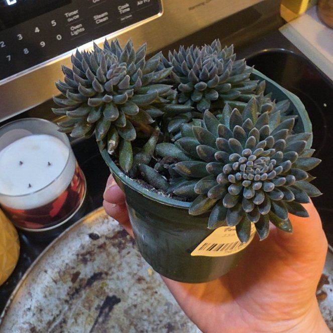 Photo of the plant species Crested Chinese Jade by @YokeCocoplum7 named Crassula on Greg, the plant care app