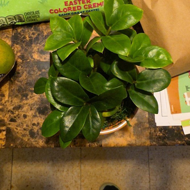 Photo of the plant species Dark Zamicro ZZ Plant by @YokeCocoplum7 named Zam on Greg, the plant care app