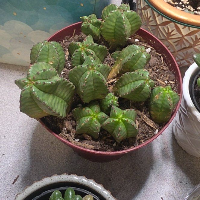 Photo of the plant species Tanzania Zipper Plant by @YokeCocoplum7 named Einstein on Greg, the plant care app