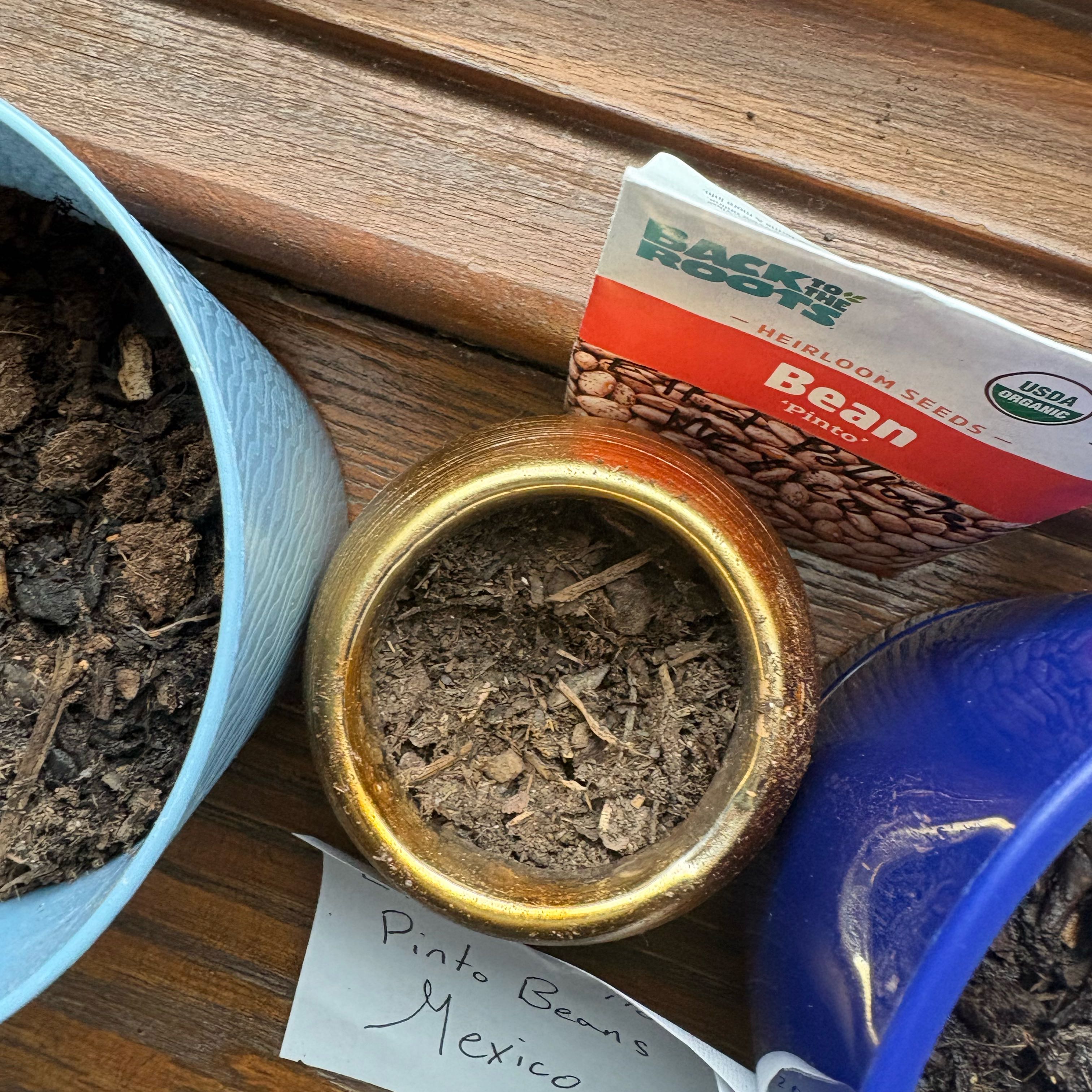 Photo of the plant species Pinto Bean by @SwellLarkspur named Mexico on Greg, the plant care app