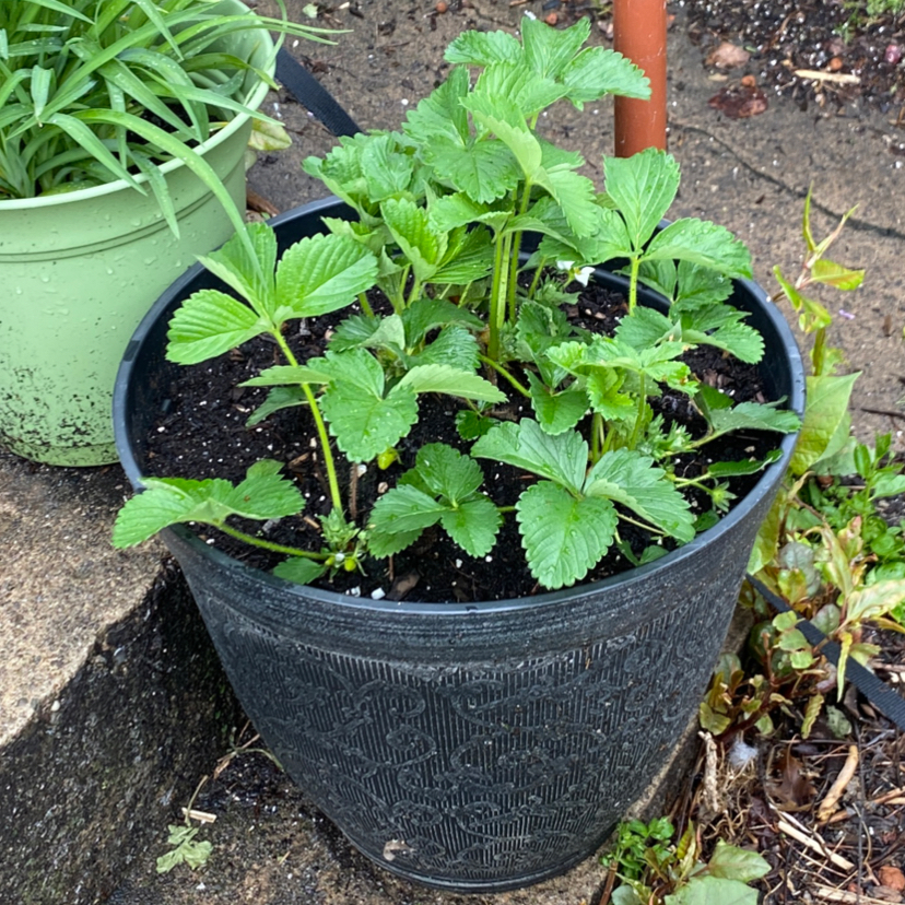 Photo of the plant species California Strawberry by @cjanewithplants named Aphrodite on Greg, the plant care app