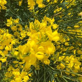 Photo of the plant species Spanish Broom by @QuemefulTreeivy named Beckham on Greg, the plant care app