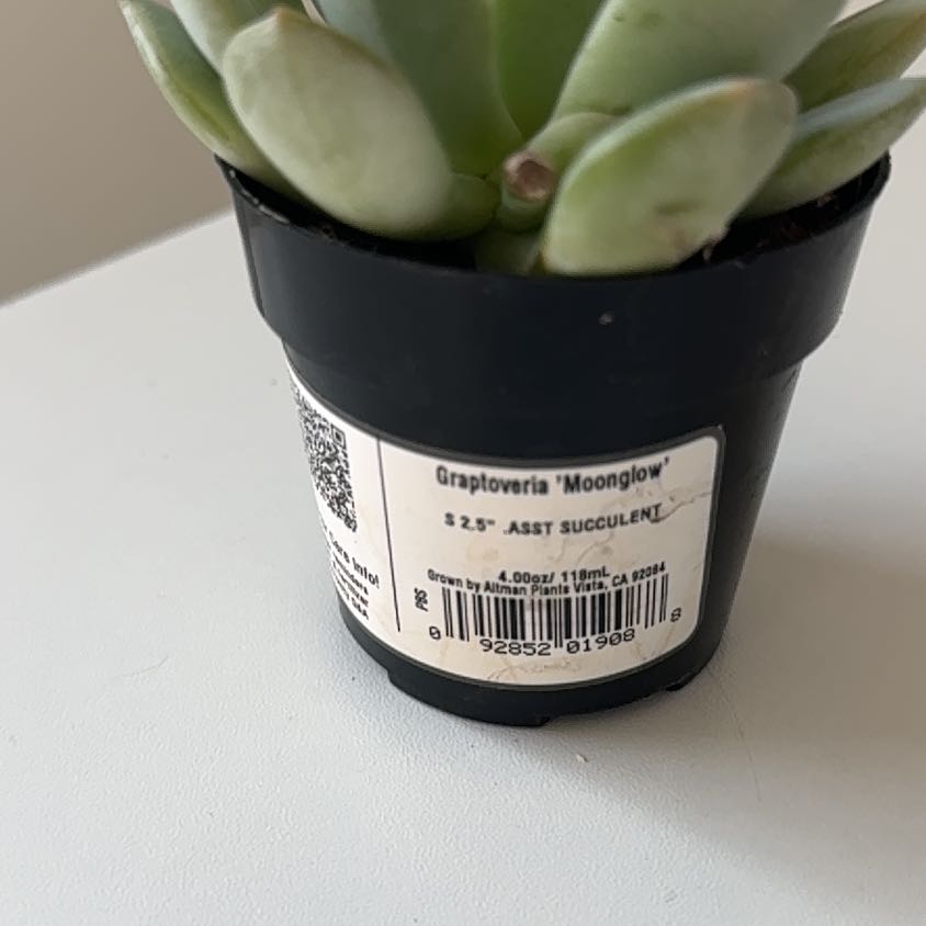 Photo of the plant species Graptoveria 'Moonglow' by @SlickBlackpine7 named Pax on Greg, the plant care app