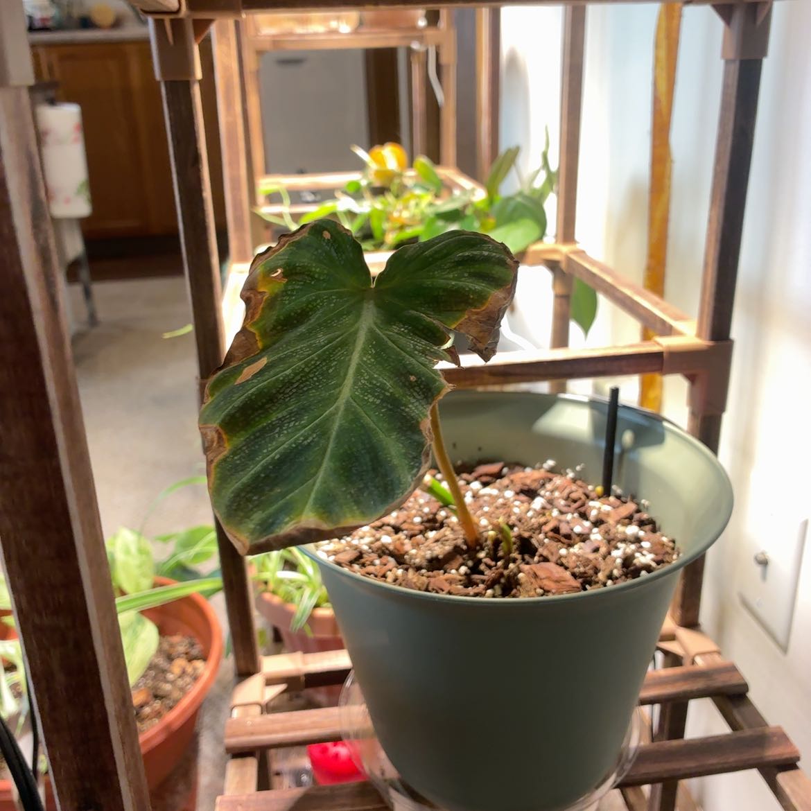 Photo of the plant species Philodendron Splendid by @PetAcajou67 named Dax on Greg, the plant care app
