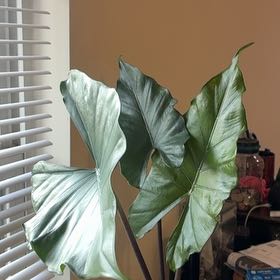 Photo of the plant species Alocasia 'Sumo' Elephant Ear by @PetAcajou67 named Sonora on Greg, the plant care app