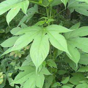 Photo of the plant species Giant Ragweed by @NovelKowhai94 named Gates on Greg, the plant care app