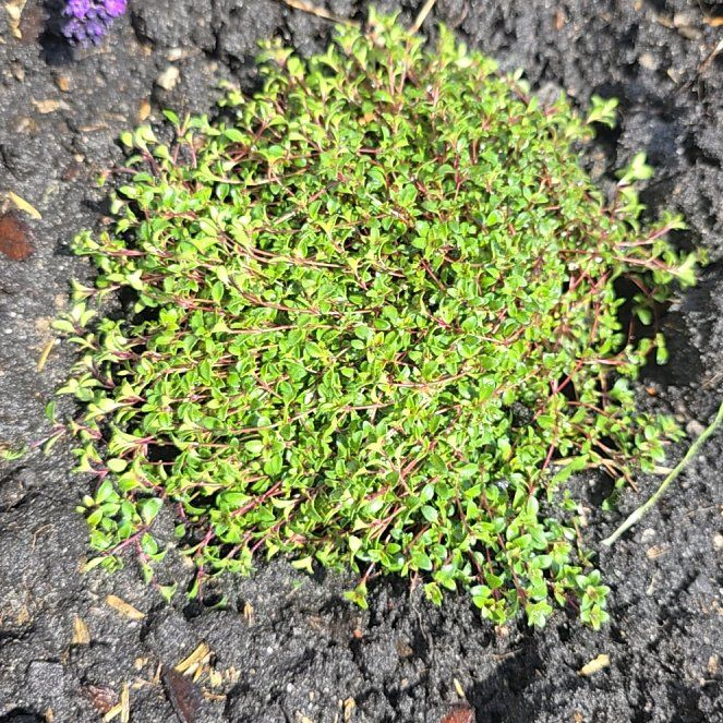 Photo of the plant species Thyme by @PremiumFicus8 named Spike Leaves on Greg, the plant care app