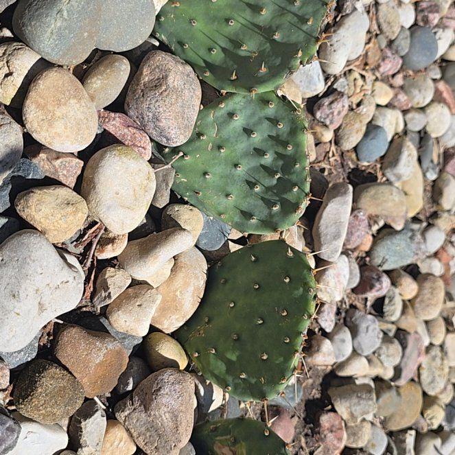 Photo of the plant species Grassland Prickly Pear by @PremiumFicus8 named Prickles on Greg, the plant care app
