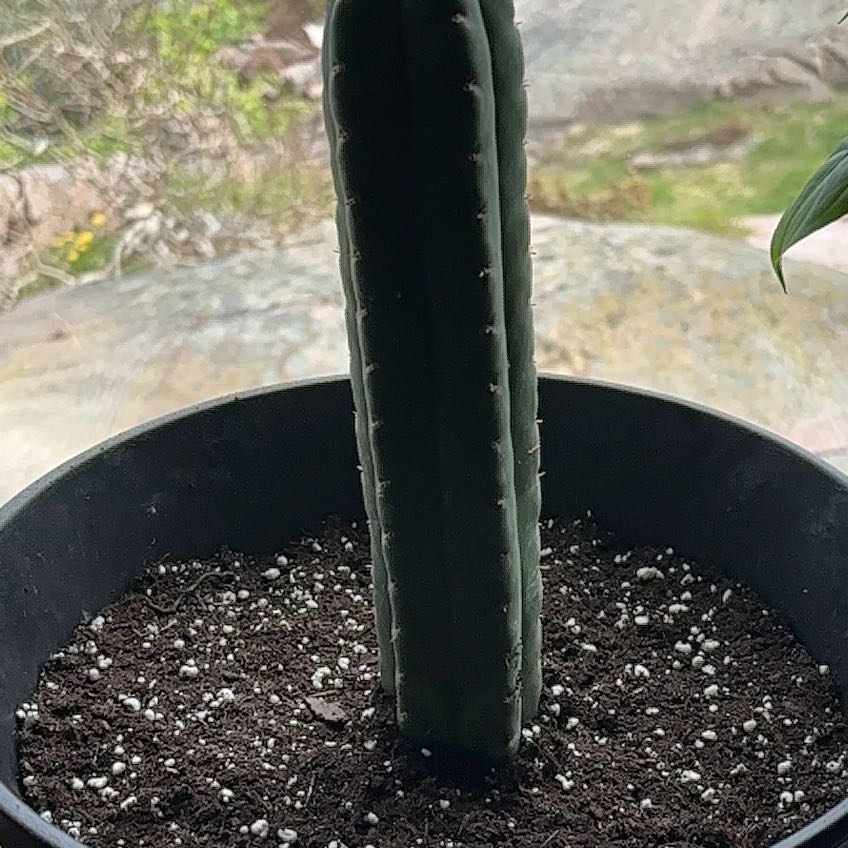 Photo of the plant species San Pedro Cactus by @ZealfulPalqui8 named Homer on Greg, the plant care app