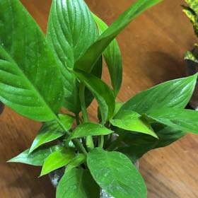 Photo of the plant species Peace Lily 'Ty's Pride' by @FirstVaseyoak71 named Drake on Greg, the plant care app