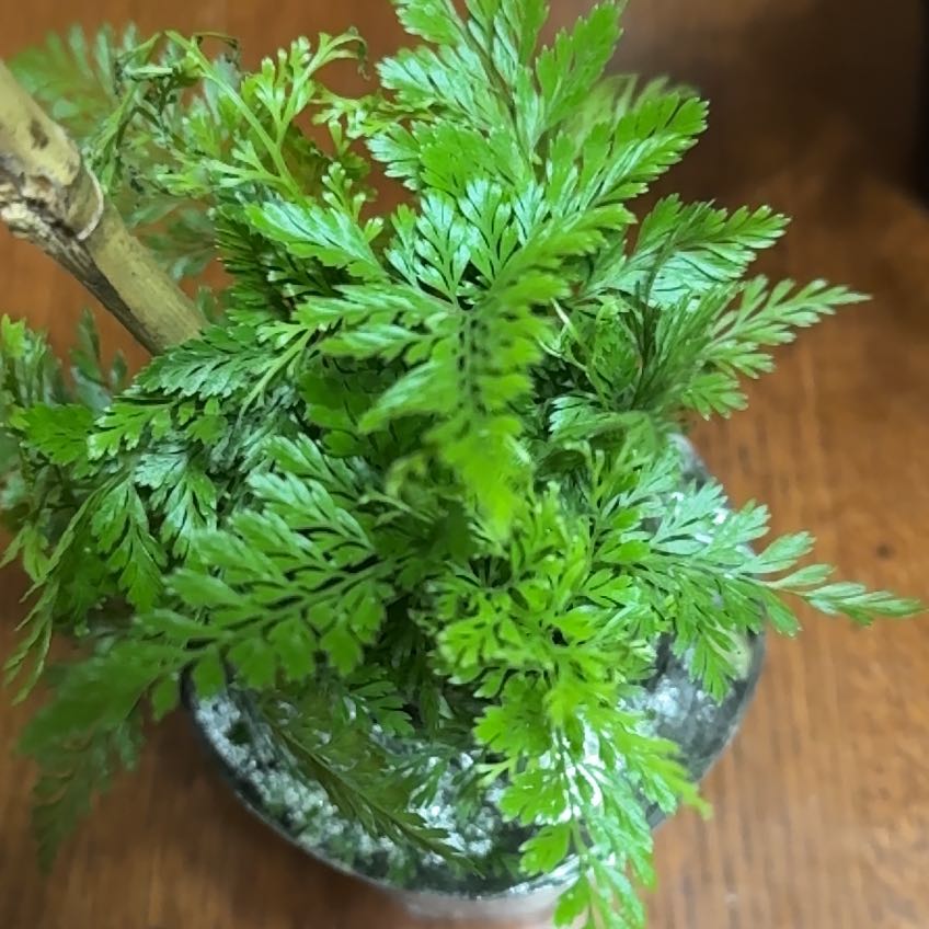 Photo of the plant species Black Rabbit's Foot Fern by @FirstVaseyoak71 named Kardashian on Greg, the plant care app