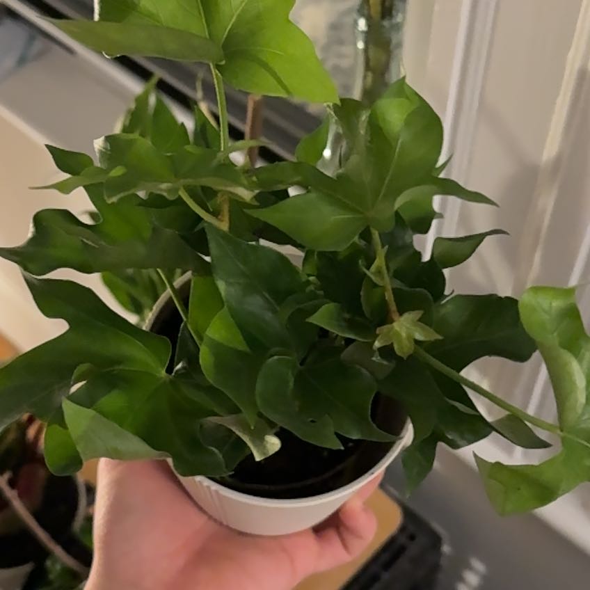 Photo of the plant species Tree ivy by @IdealChisme99 named Carl on Greg, the plant care app