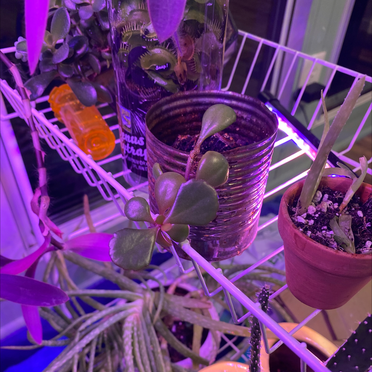 Jelly Bean Plant plant photo by @CrispyRaptor named Canmeron on Greg, the plant care app.