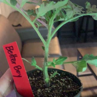 Tomato Plant plant in Fayetteville, Arkansas
