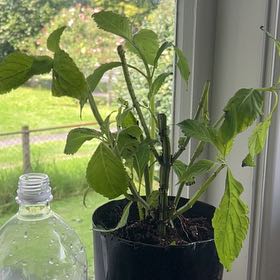 Photo of the plant species Sage of the Diviners by @YernBuroak59 named Sol on Greg, the plant care app